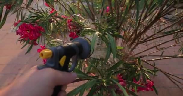 Bloeiende planten water geven in de tuin — Stockvideo