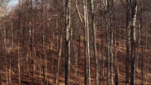 Forêt sauvage, grands arbres drone montante images — Video
