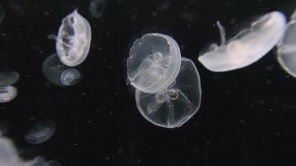 Meduse alla deriva sfondo — Video Stock