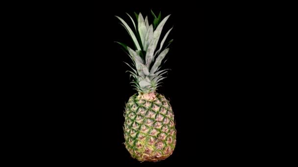 Ananas spinnen zwarte achtergrond — Stockvideo