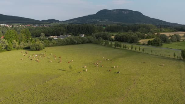 Krajobraz wiejski widok z lotu ptaka, wypas krów na zielonych polach — Wideo stockowe