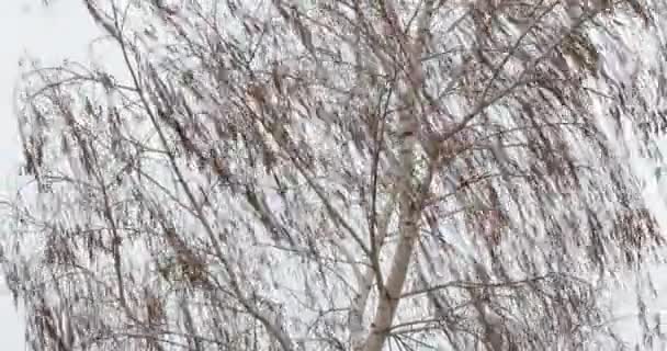 Bare tree branches in wind — Stock Video