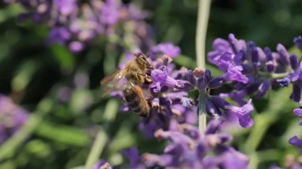 Arılar tarafından ziyaret edilen lavanta çiçeği. — Stok video