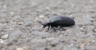 Asfaltta sürünen büyük siyah böcek.