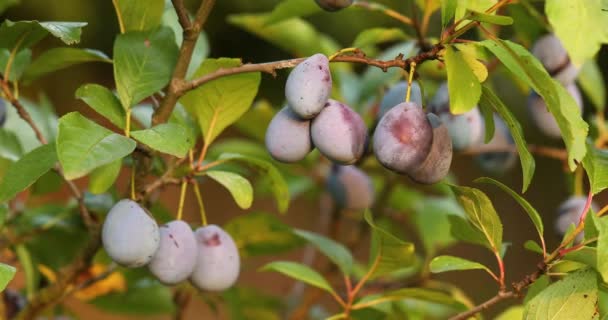 Plum tree closeup — Stock Video