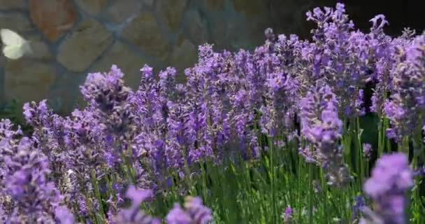 Lavendel blomma visiter av bin — Stockvideo