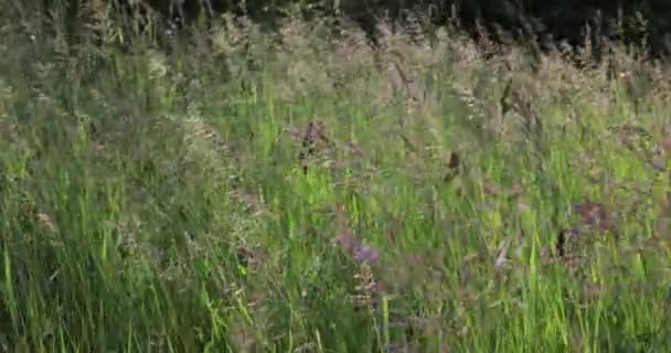 Зелёный луг шелестит в замедленном движении ветра — стоковое видео