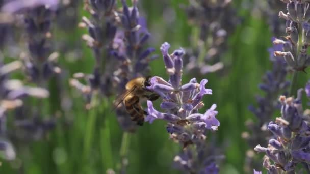 Lawendowy kwiat odwiedzający pszczoły — Wideo stockowe