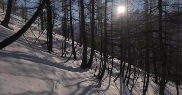 Síelés az erdőben — Stock videók