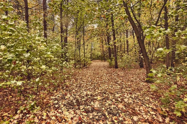 Sentier forestier d'automne — Photo