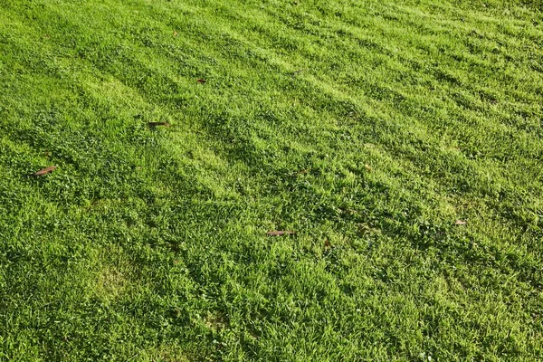 Grünes Gras schneidet kurzen Rasen ab — Stockfoto