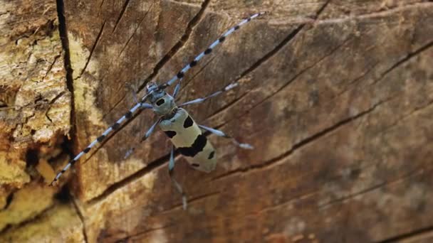 Kumbang Alpine longhorn Rosalia Alpina — Stok Video