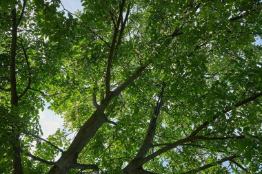 Bahar Yeşil Yaprakları