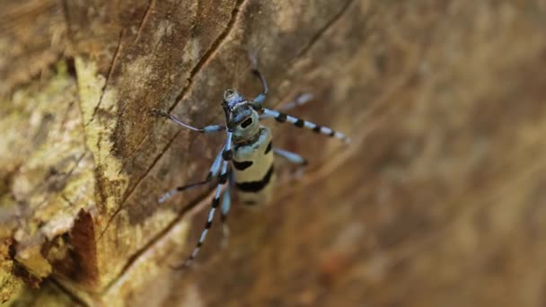 高山长角甲虫Rosalia Alpina — 图库视频影像