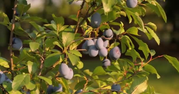 Plum tree closeup — Stock Video