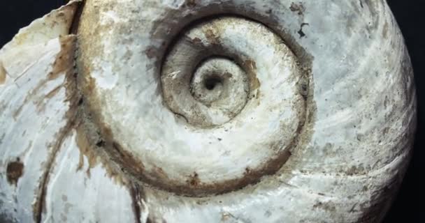 Caracol giratorio gasterópodo cáscara macro — Vídeo de stock