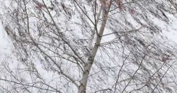 Bare träd grenar i vinden — Stockvideo