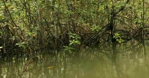 Mangrove trä i kustnära fridfullt vatten — Stockvideo