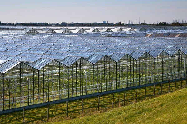 Greenhouse agricultural production — Stock Photo, Image