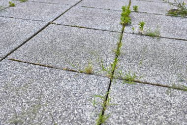 Terkedilmiş bir şehir bölgesinde ot yetişiyor.