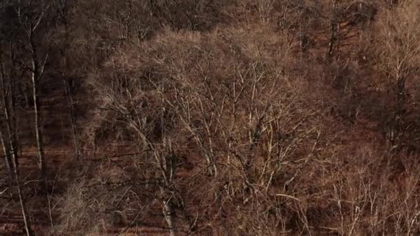 Bosque salvaje, vista aérea del árbol desnudo — Vídeo de stock