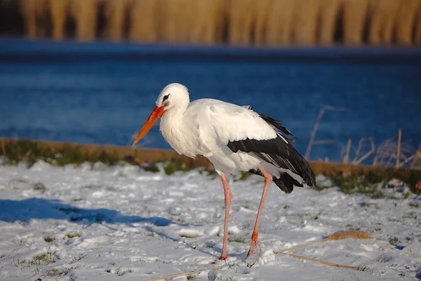 Ooievaar in de winter — Stockfoto