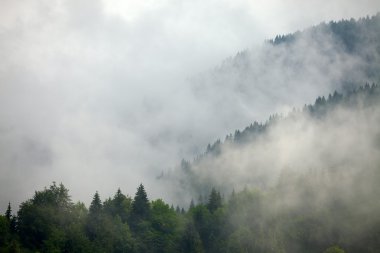 sisli orman
