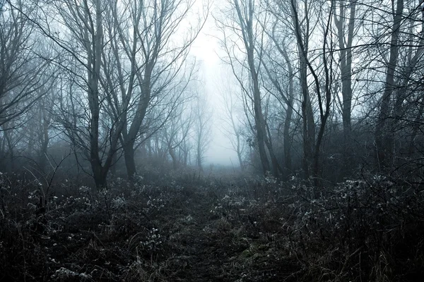 霧の冬 — ストック写真