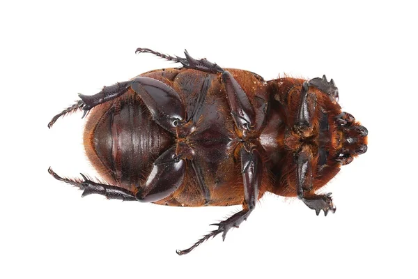 Cockchafer — Photo