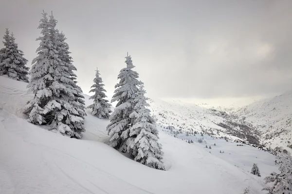 Foresta invernale — Foto Stock