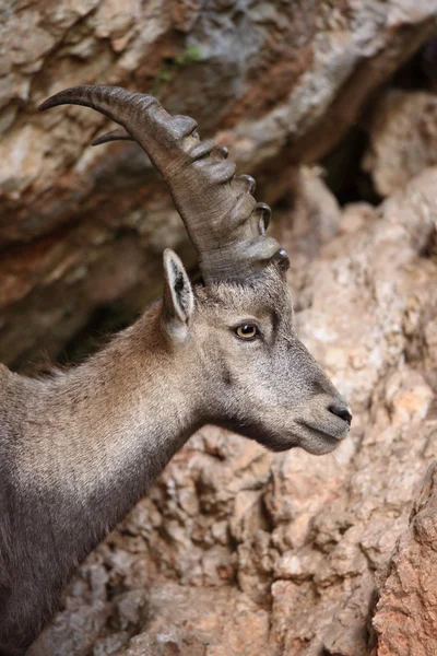 Alp dağ keçisi — Stok fotoğraf