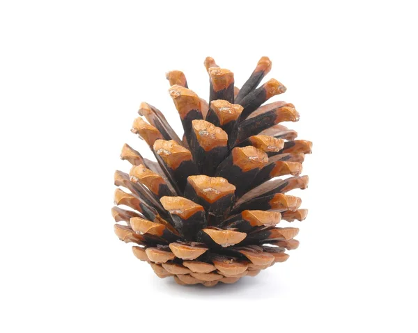 Cone de pinheiro — Fotografia de Stock