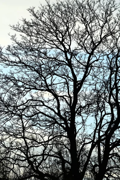 Kale bomen — Stockfoto