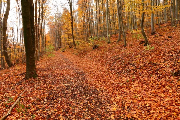 Herfst — Stockfoto