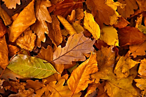 Fallen leaves — Stock Photo, Image