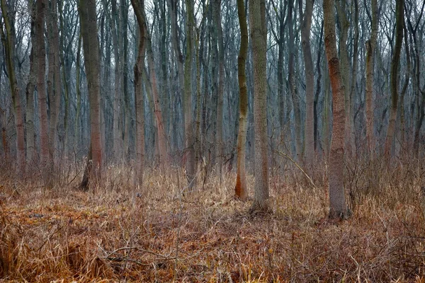 Herfst — Stockfoto