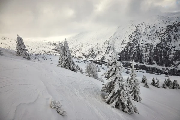 Winterwald — Stockfoto