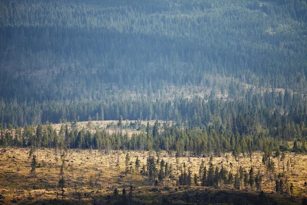 Landschap — Stockfoto