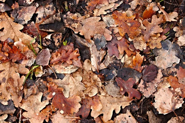 Feuilles tombées — Photo