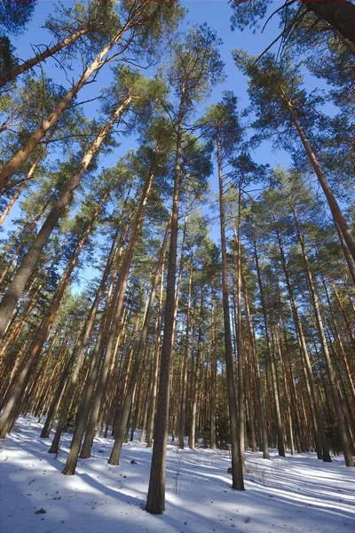 Winterwald — Stockfoto