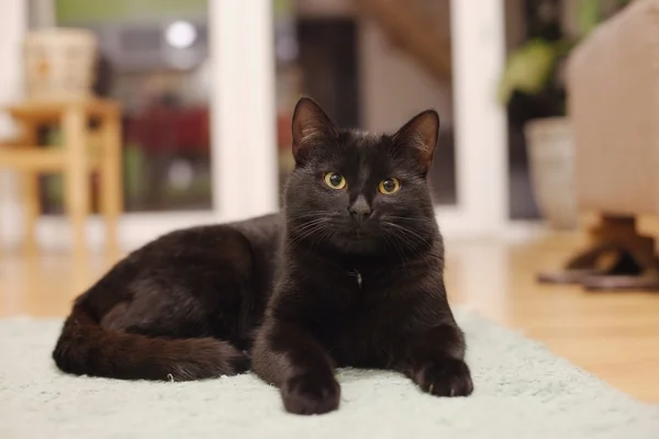 Gato soñoliento — Foto de Stock