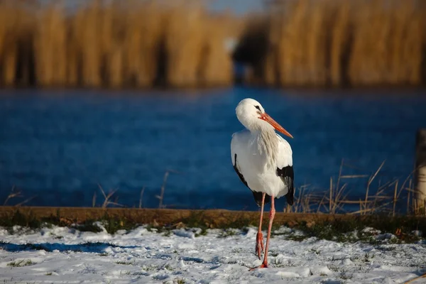 Ooievaar in de winter — Stockfoto