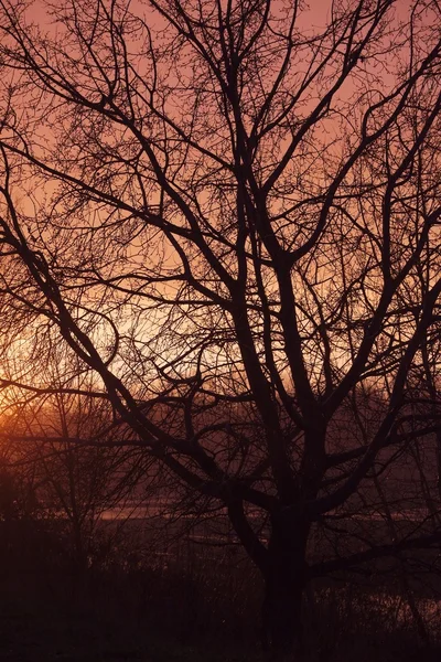 Bare trees — Stock Photo, Image