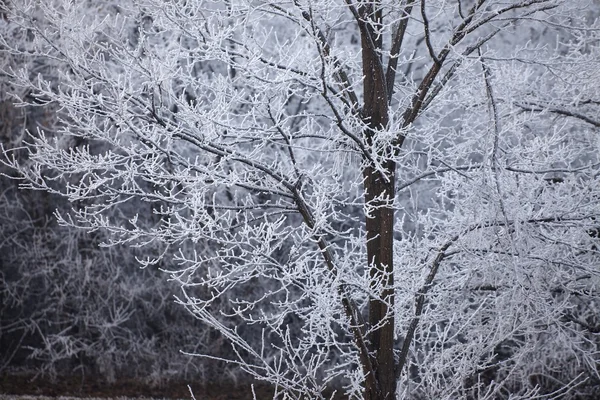 Winterbaum — Stockfoto