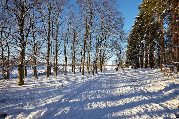 Vinterparken — Stockfoto