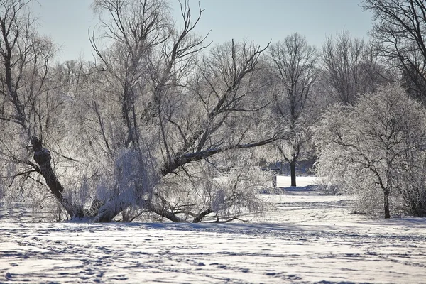 Winterpark — Stockfoto