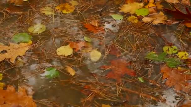 Осінній дощ — стокове відео