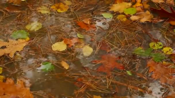 Lluvia otoñal — Vídeos de Stock