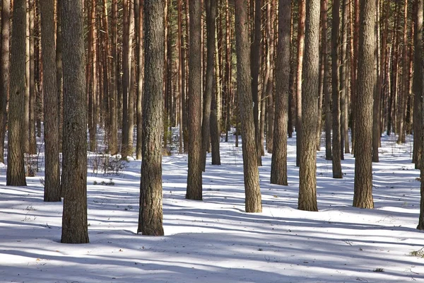 Winterwald — Stockfoto