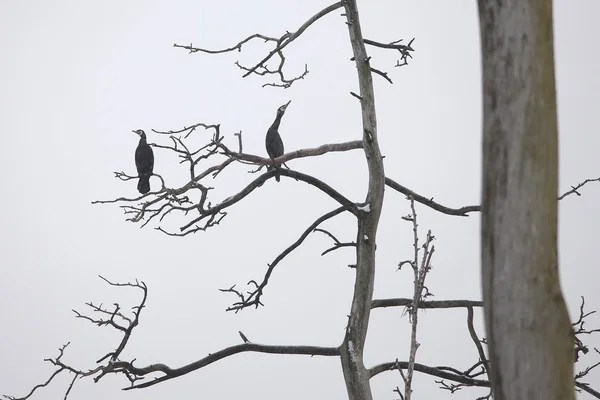 Cormorants บนต้นไม้เปลือย — ภาพถ่ายสต็อก